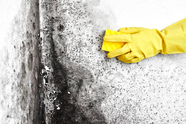 Best Emergency Mold Remediation in Wayne, MI